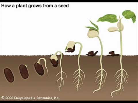The Seed Germination Process   Youtube