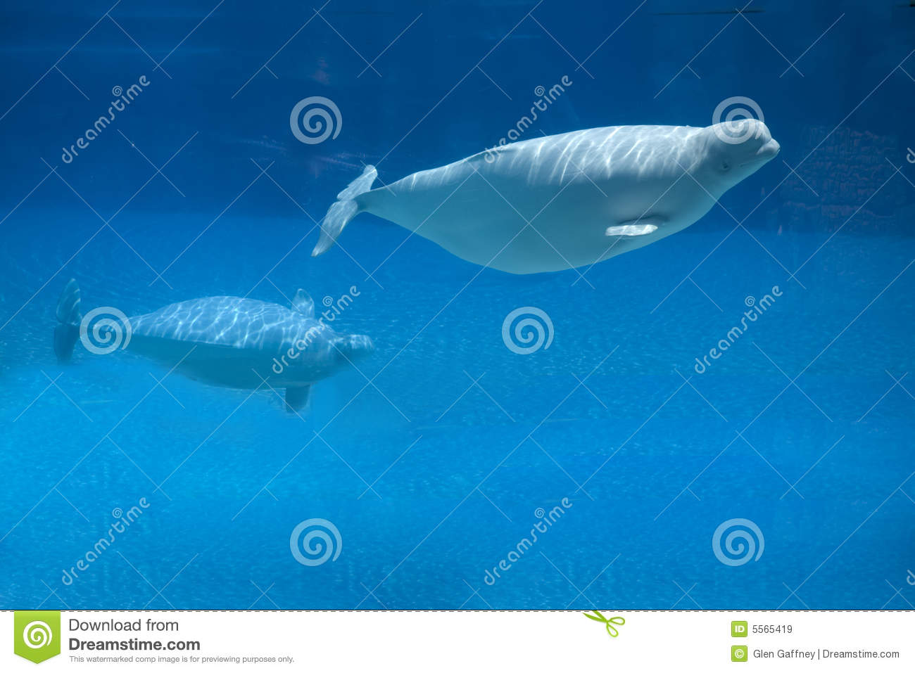 Beluga Whale And Baby Royalty Free Stock Images   Image  5565419