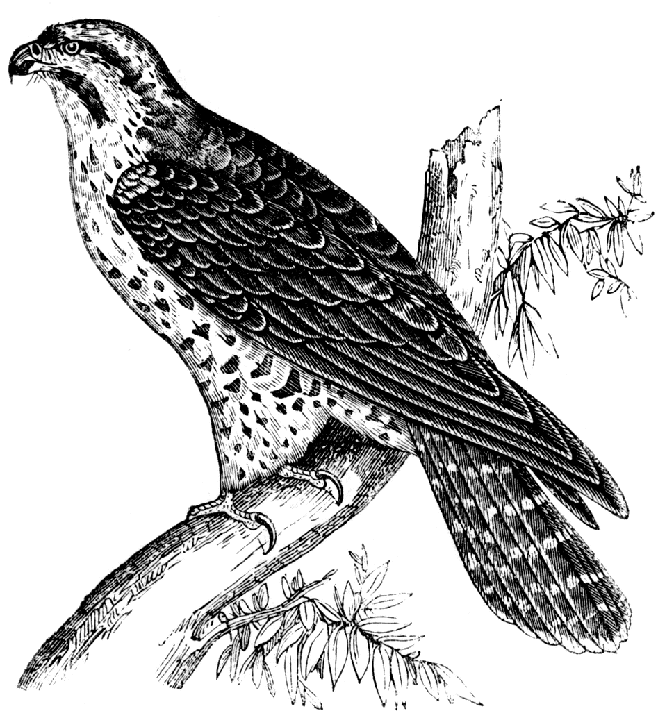 Falcon Claw