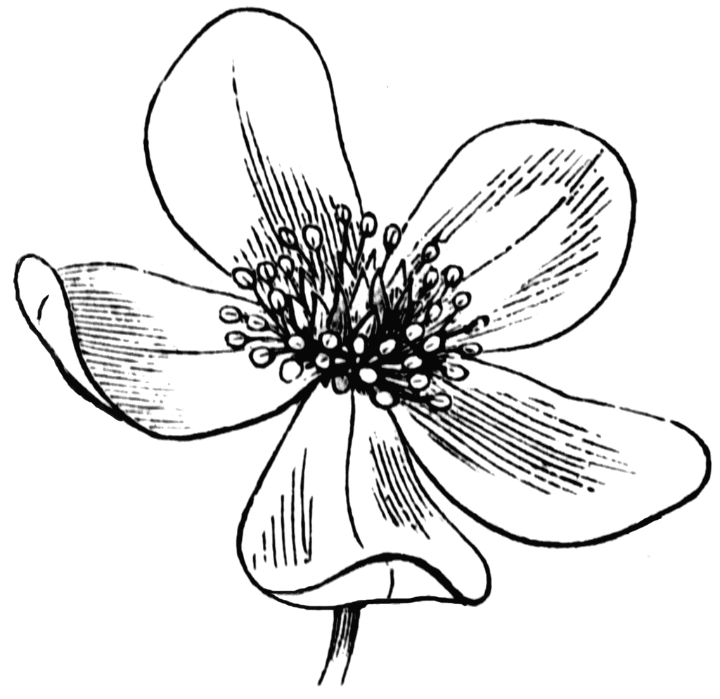 Flower   Clipart Etc