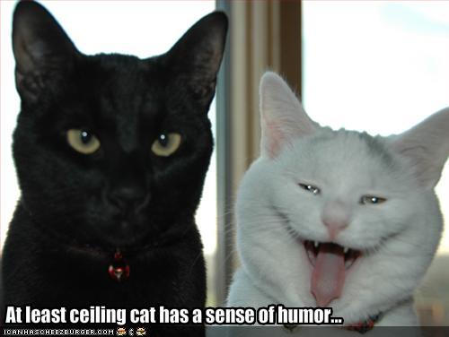 Funny Image Gallery  Lol Cats Captions Funny Pictures Images And