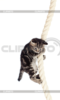 Funny Kitty Hanging On Rope     Andrey Kuzmin