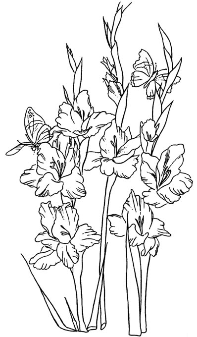 Gladiolus Flower Line Clip Art Photo By Goldengryphon   Photobucket