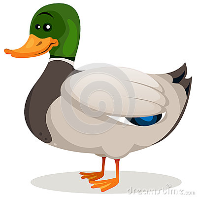 Illustration Of A Cartoon Mallard Duck With Green Neck And Grey