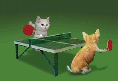 Kitty Ping Pong Cat Cats Kitty Kitten Kittens Funny Animal Animals