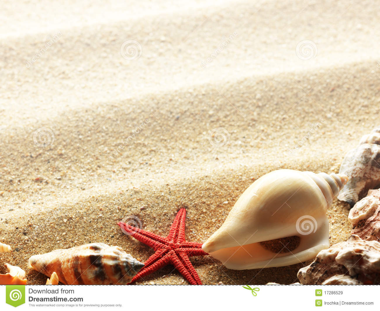 Sea Shells On Sand Border Royalty Free Stock Images   Image  17286529