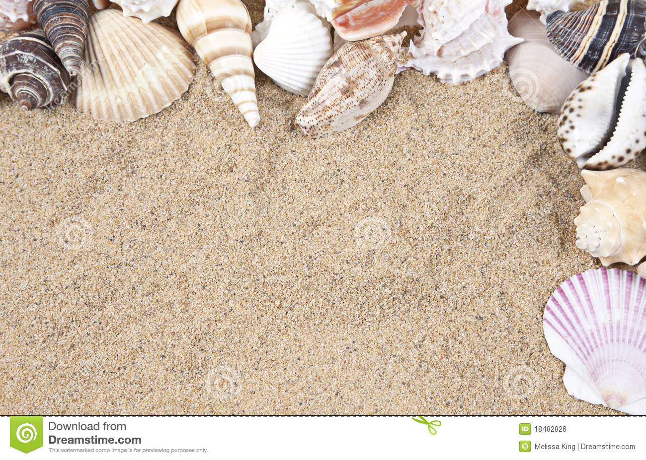 Seashells And Sand Border Royalty Free Stock Image   Image  18482826