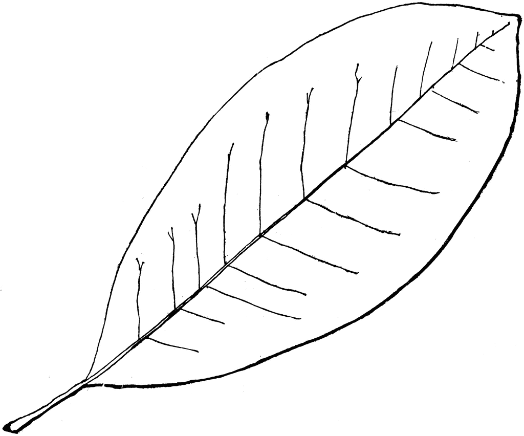 Genus Magnolia L   Magnolia    Clipart Etc