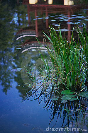 Pond Plants Royalty Free Stock Photo   Image  7469085