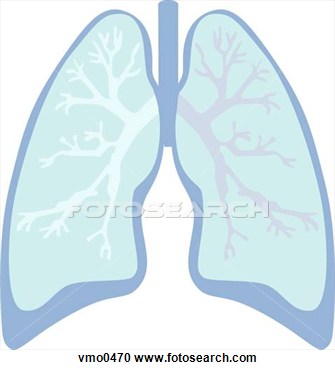 Stock Illustration   Lungs  Fotosearch   Search Clipart Illustration