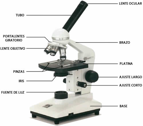Todas Estas Son Las Partes Del Microscopio Son Necesarias Para El