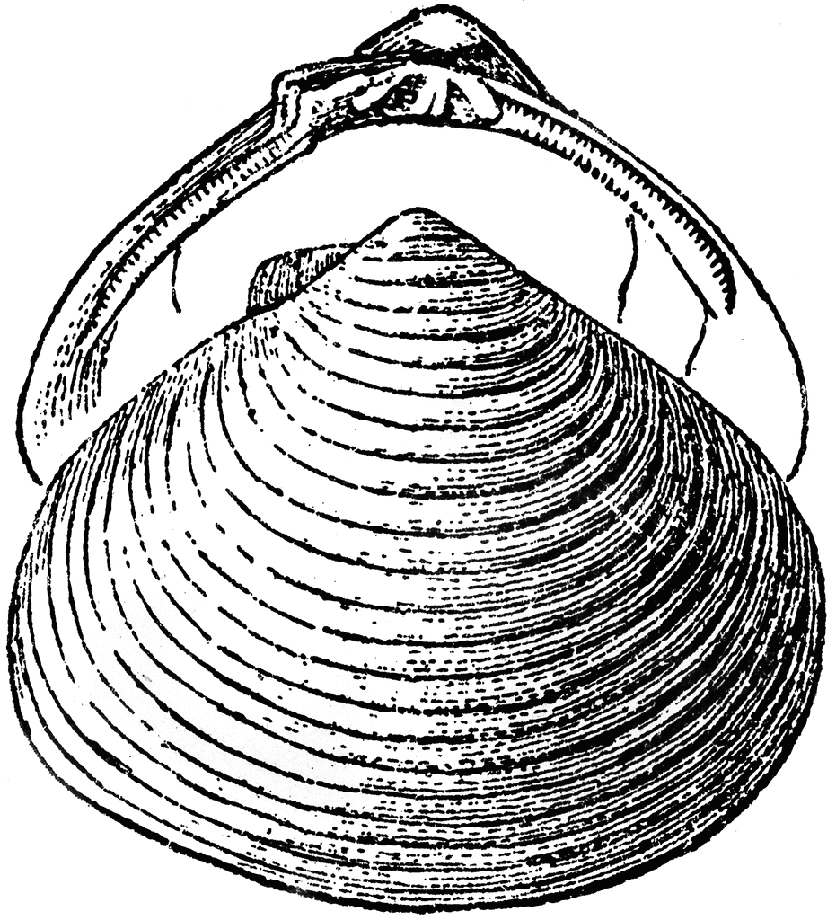 Clam Shell   Clipart Etc
