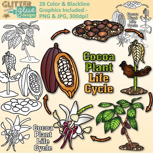 Cocoa Plant Life Cycle Clip Art   Plant Life Cycles Life Cycles And    