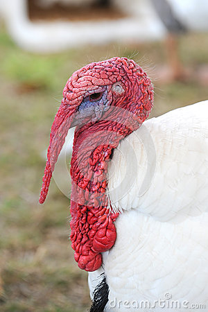     Domestic Farm Turkey With A Long Red Wattle Hanging From It S Beak