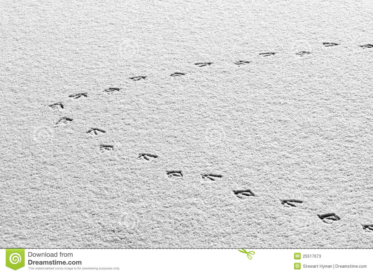Duck Tracks In The Snow Stock Photos   Image  25517673