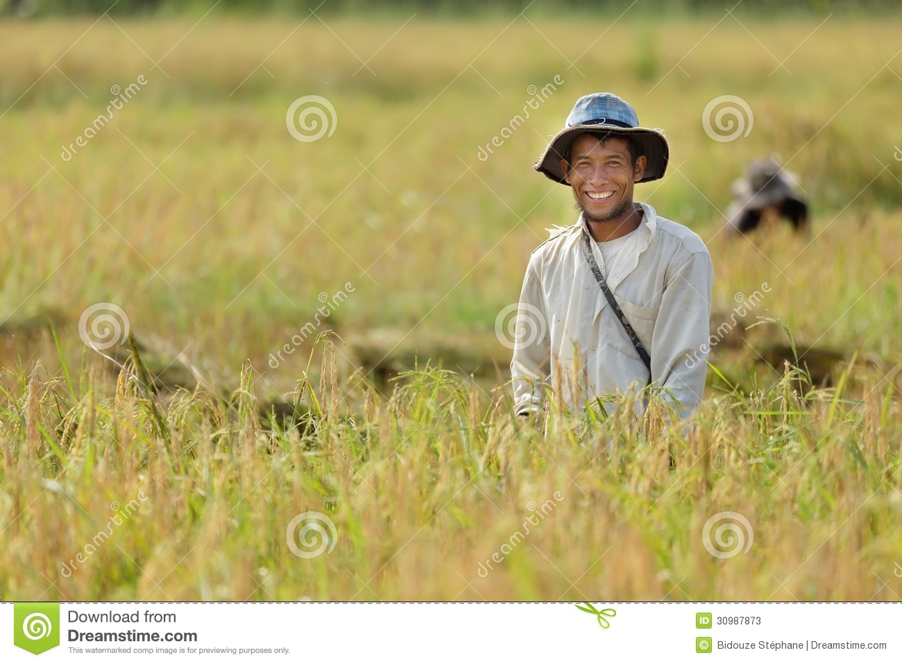 Rice Farmer Stock Photos   Image  30987873