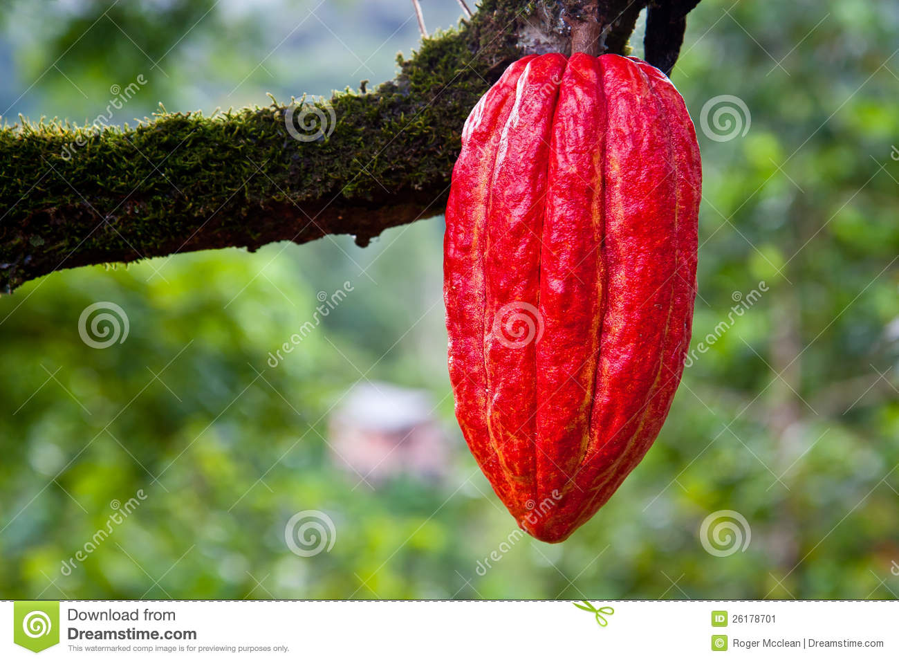 Stock Image  Cocoa Pod Red