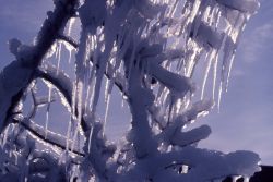 Ice On Trees In Winter Photo