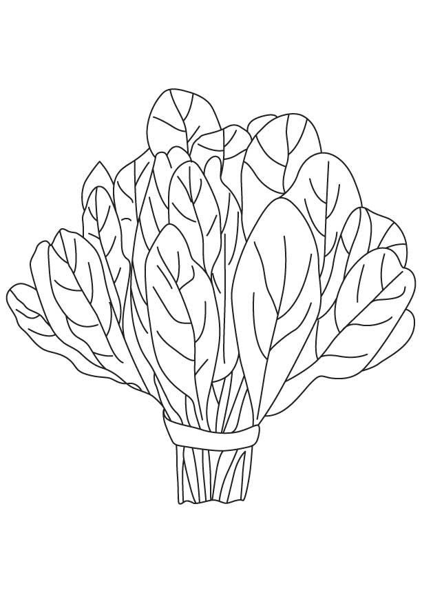 Spinach Vegetable Coloring Page   Download Free Spinach Vegetable