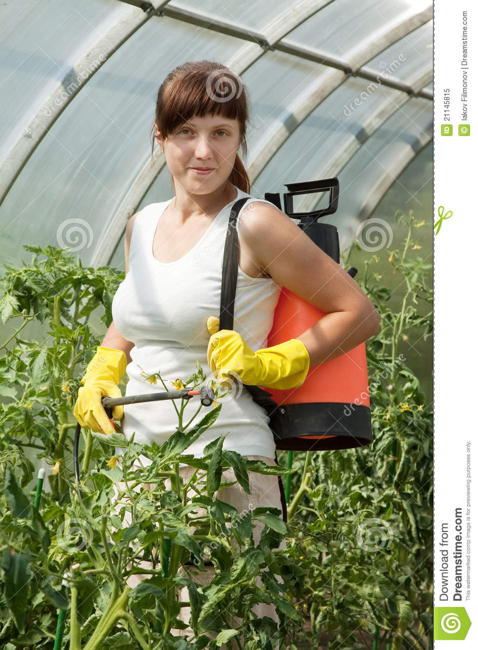 Woman Spraying Tomato Plant Royalty Free Stock Photo   Image  21145815