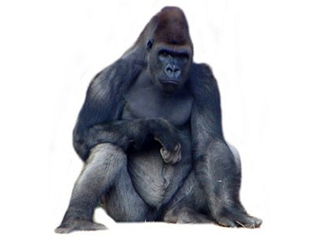Free Gorilla Clipart Pictures