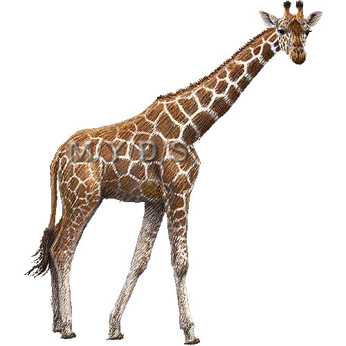 Giraffe Clipart Picture