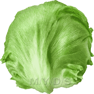 Lettuce Clipart   Free Clip Art
