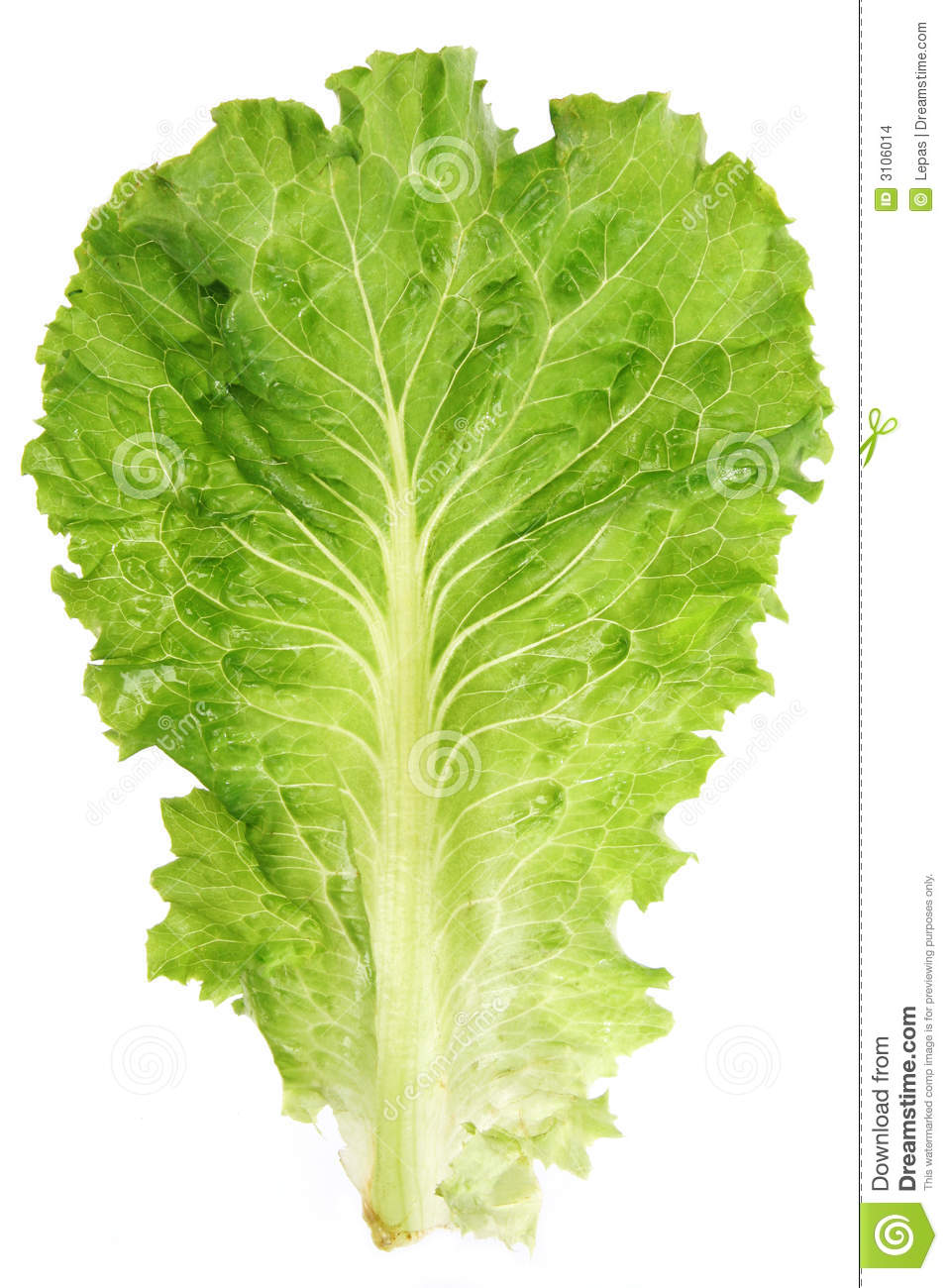 Lettuce Leaf Closeup View Isolated On White Background