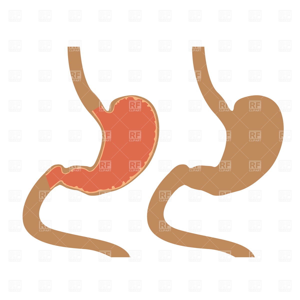 Stomach Download Royalty Free Vector Clipart  Eps