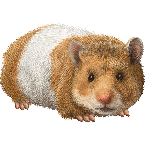 Syrian Hamster Golden Hamster Clipart Graphics  Free Clip Art