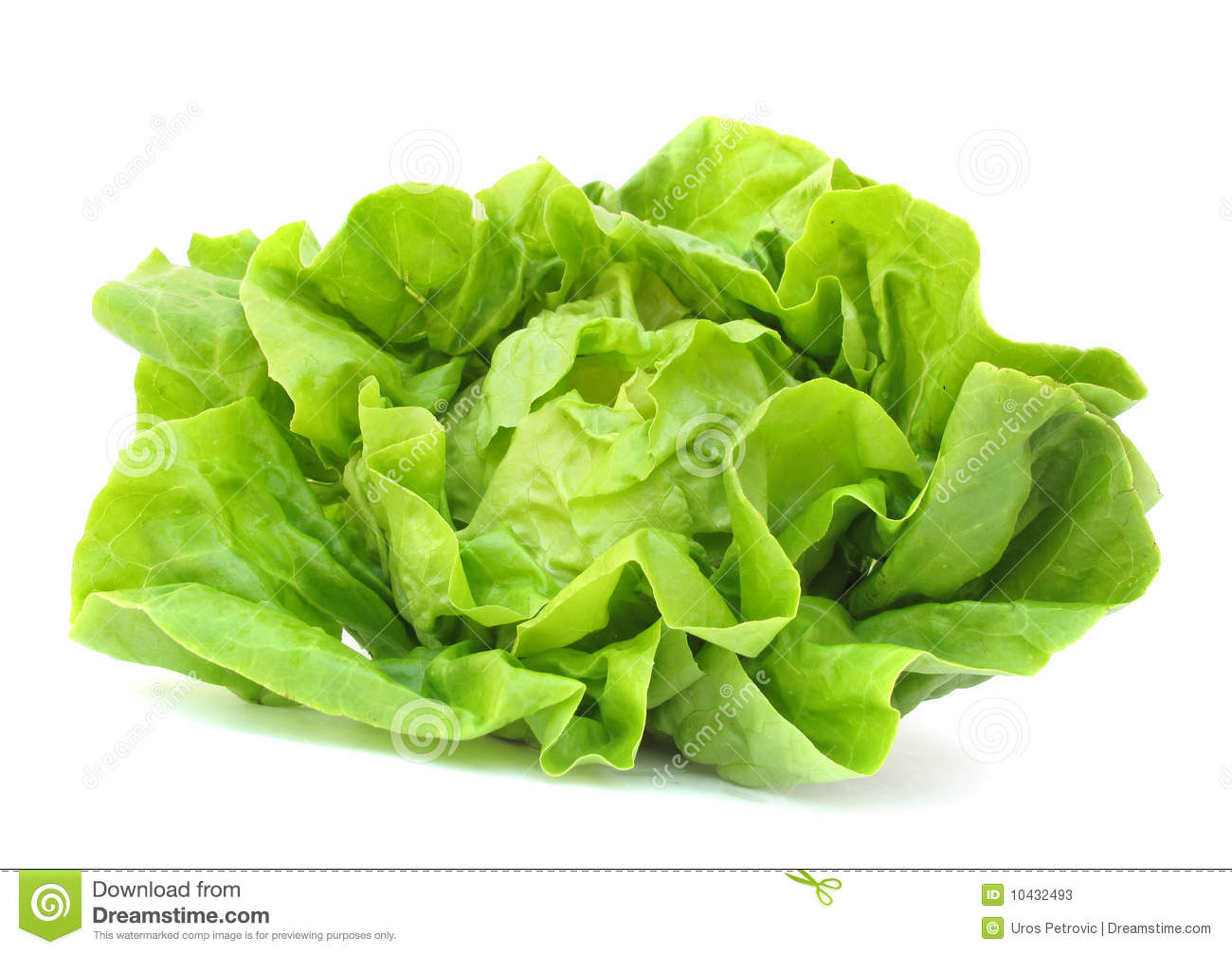 The Lettuce  Lactuca Sativa  Is A Temperate Annual Or Biennial Plant