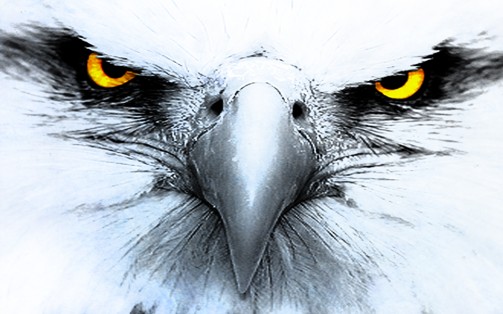 Alpha Coders Wallpaper Abyss Explore The Collection Birds Eagles Eagle