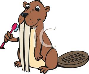 Beaver Brushing His Teeth Clipart Picture