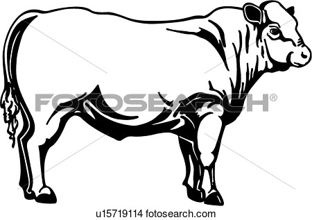 Clipart Of  Cattle Animal Breeds Bull Charlois Farm Livestock    