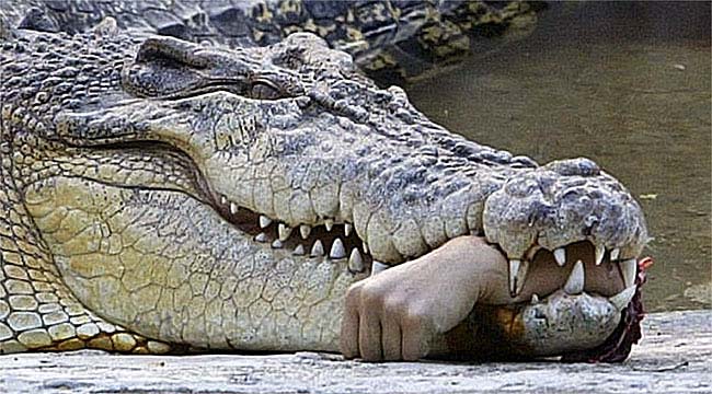 Creptor The Killer Crocodile  Audio   A Children S Story