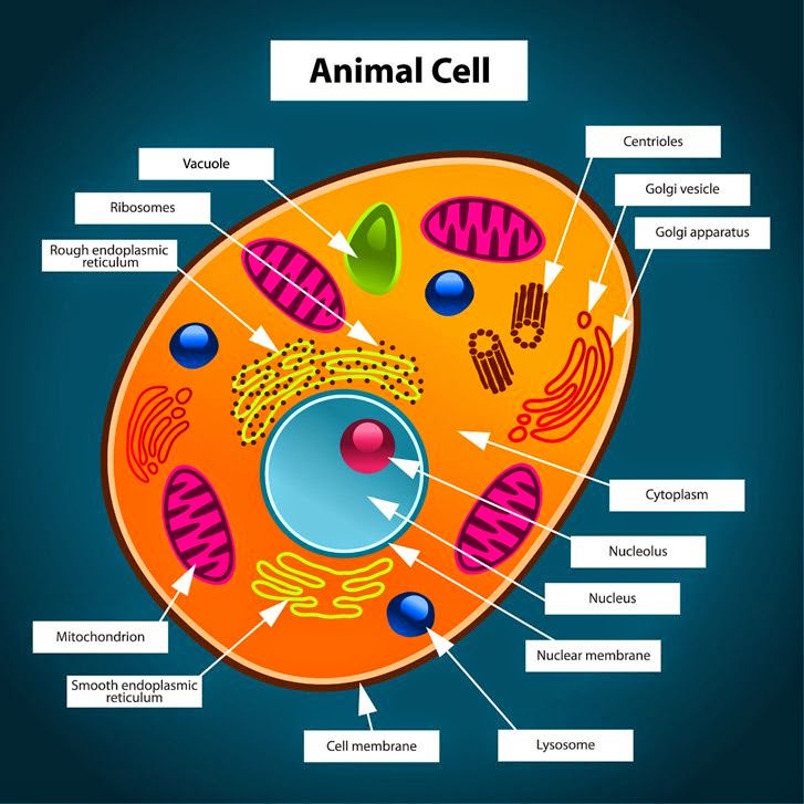 Fundamental Unit Of Life Cell Class 8th And 9th   Cbse Adda