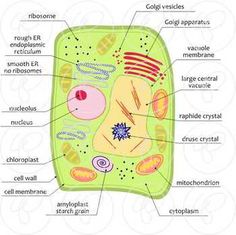 Plant Science Clipart Plant Cell Science Diagram