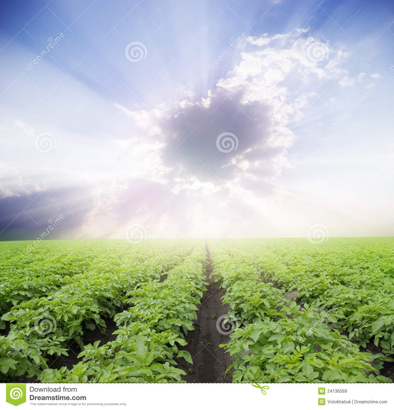 Potato Field Royalty Free Stock Images   Image  24136569