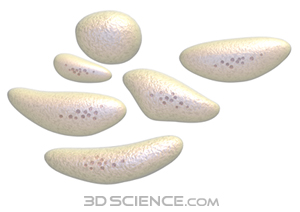 Www 3dscience Com Img Products Images Clip Art Cell Platelets Web Jpg