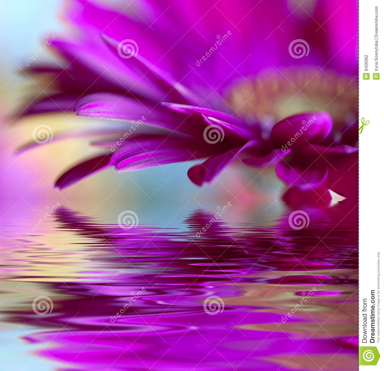 Closeup Of Violet Daisy Gerbera With Soft Focus Reflected In The Water    