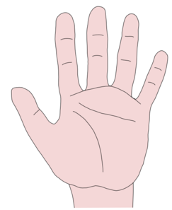 Hand 23 Clip Art At Clker Com   Vector Clip Art Online Royalty Free