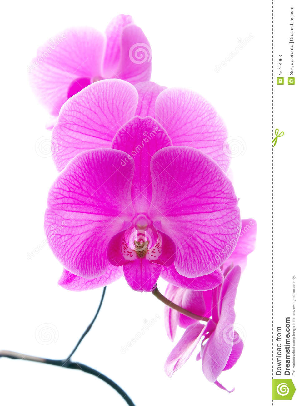 More Similar Stock Images Of   Fresh Violet Orchids  