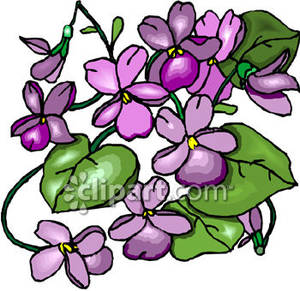 Purple Wood Violet   Royalty Free Clipart Picture