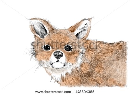 Red Fox Illustration Drawing Isolated On White Background Fox Head
