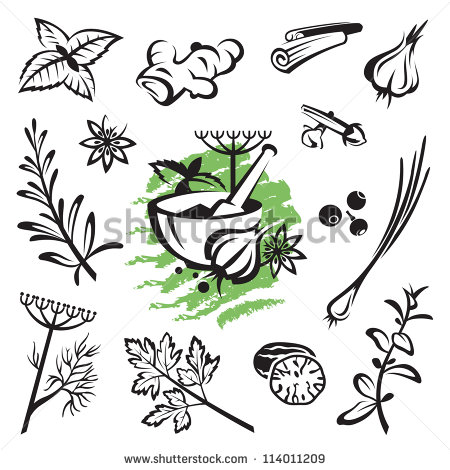 Spices Shutterstock  Eps Vector   Set Of Different Herbs And Spices