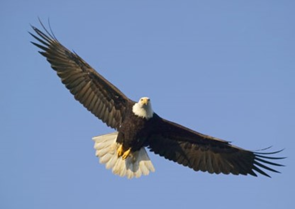 Bald Eagle Flying   Free Images At Clker Com   Vector Clip Art Online