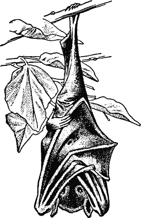 Bat Clip Art Sleeping Bat A Public Domain Png Image
