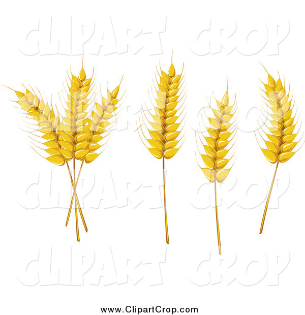 Clip Art Vector Of Wheat And Grains By Seamartini Graphics    758