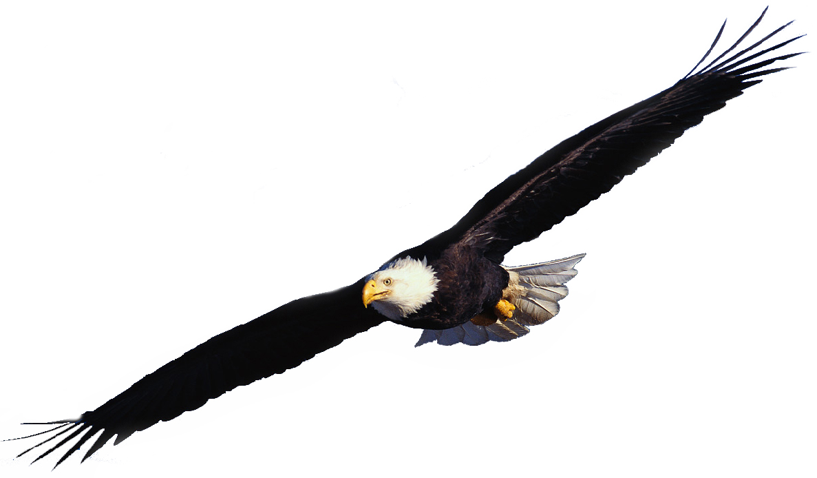 Flying Eagle Clip Art