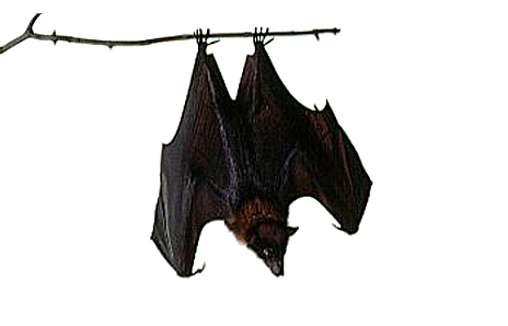 Halloween Bat Clip Art Bat   Free Clip Art   Dk